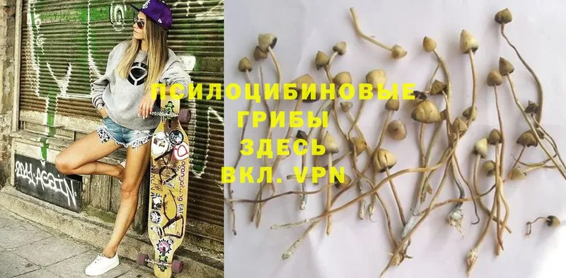 Псилоцибиновые грибы MAGIC MUSHROOMS  Сысерть 